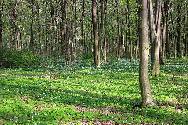 istock A spring forest bathed in soft sunlight, where delicate white wood anemone flowers are scattered across an emerald carpet of green leaves. 2210826497
