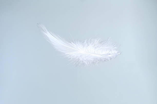 istock One beautiful fluffy feather isolated on white 2210828642