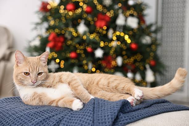 istock Cute ginger cat lying on blanket in room decorated for Christmas 2210828736