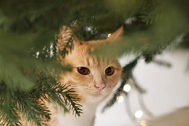 istock Cute ginger cat under Christmas tree indoors, closeup 2210828741
