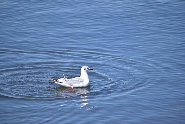 istock Portrait of the bird called Black headed gull 2210830239