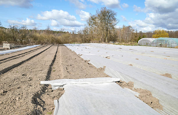 istock Agrotextile spread on beds on an organic vegetable farm. 2210830802