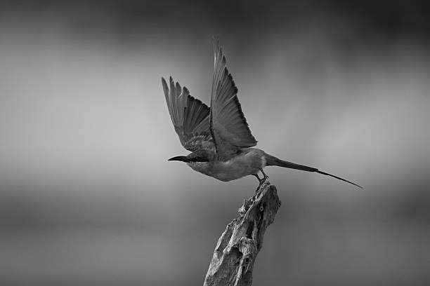 istock Mono carmine bee-eater takes off from stump 2210832370
