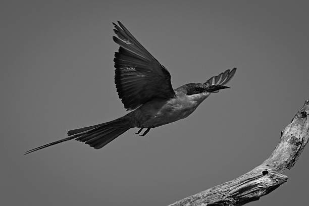 istock Mono carmine bee-eater spreads wings near stump 2210832374