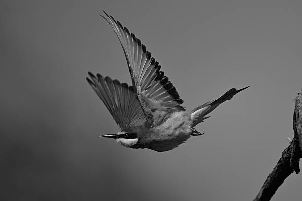 istock Mono European bee-eater takes off lifting wings 2210832418
