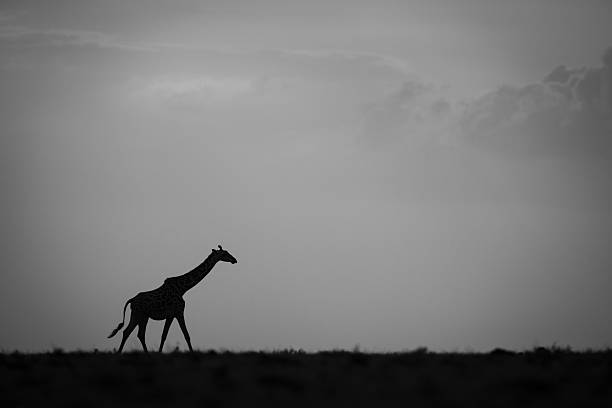 istock Mono giraffe walking at sunset along horizon 2210832494
