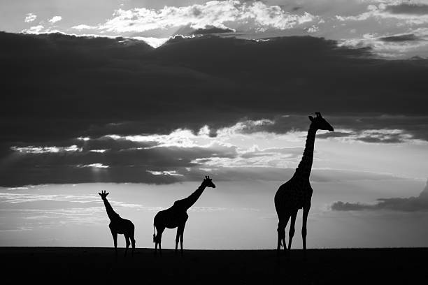 istock Mono giraffes stand at sunset on horizon 2210833014