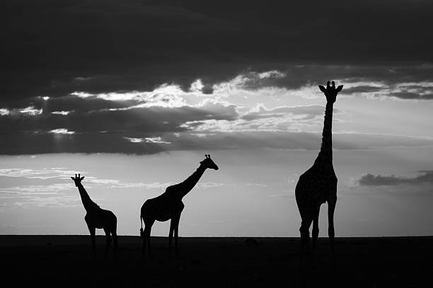 istock Mono giraffes standing on horizon at sunset 2210833075