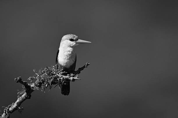 istock Mono grey-headed kingfisher with catchlight on branch 2210833112