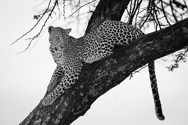 istock Mono leopard lies on branch looking round 2210833211