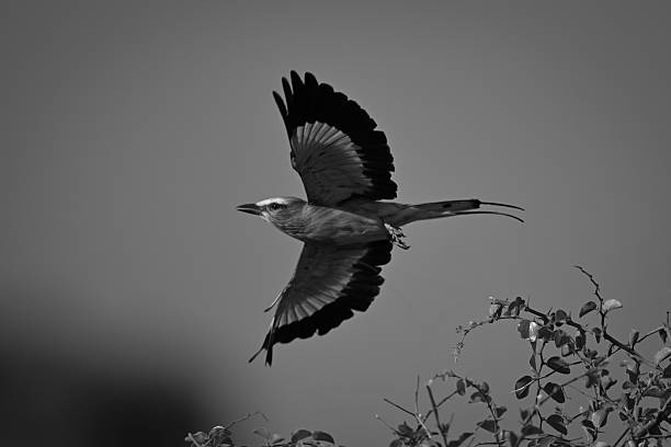 istock Mono lilac-breasted roller flies from leafy bush 2210833281