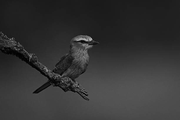 istock Mono lilac-breasted roller on branch in profile 2210833353