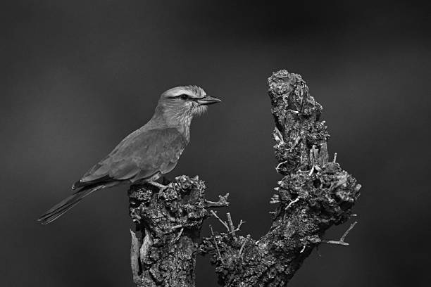 istock Mono lilac-breasted roller on thornbush in profile 2210833354