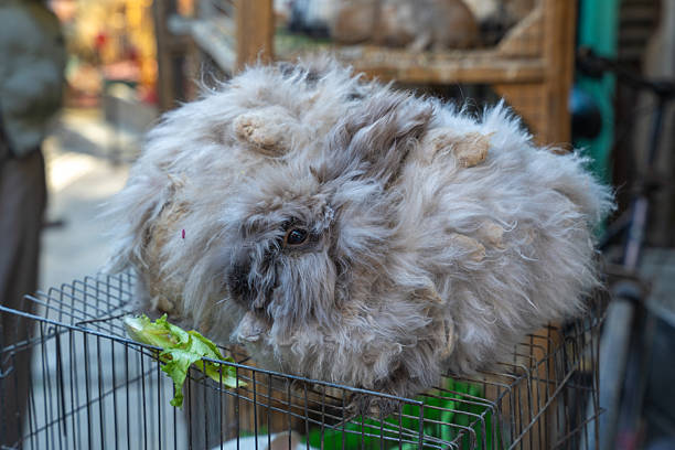 The Angora rabbit is a group of rabbit breeds that are bred for applied and decorative purposes because of their long fur. Kabul, Afghanistan