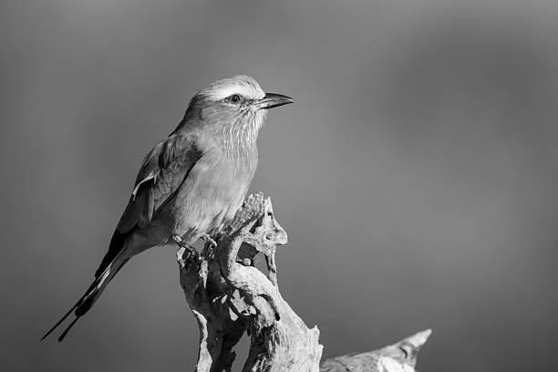 istock Mono lilac-breasted roller with catchlight on stump 2210833378