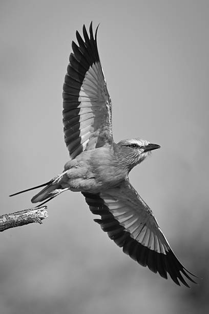istock Mono lilac-breasted roller taking off from twig 2210833380