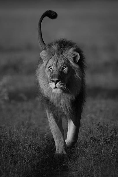 istock Mono lion walks towards camera with catchlight 2210833618