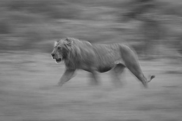 istock Mono slow pan of lion on grass 2210833678