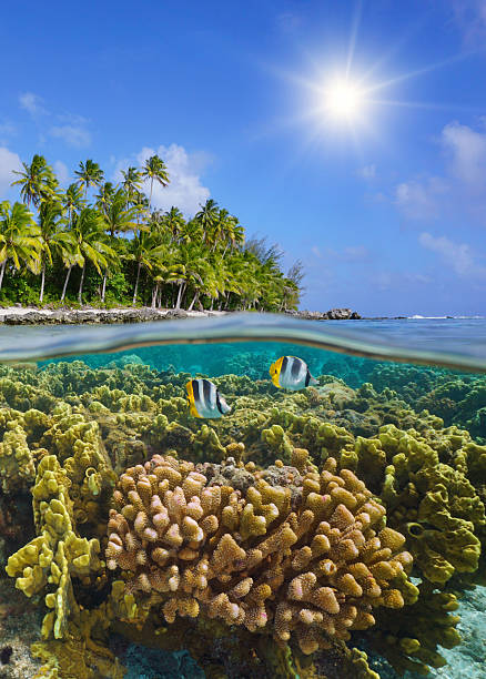 istock Coral reef with fish underwater and tropical island coastline Pacific 2210833983