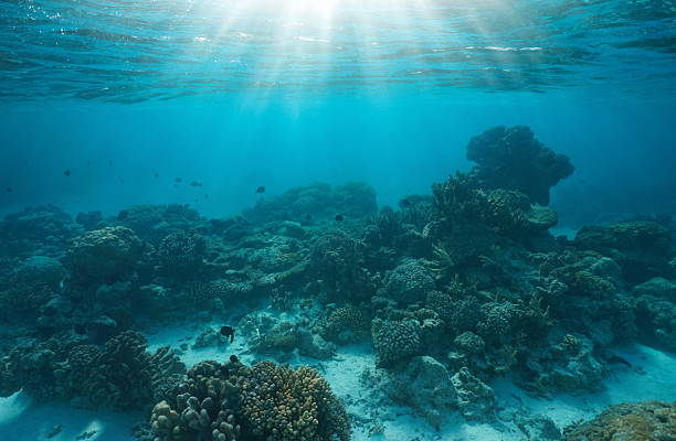 istock Coral reef with sunlight underwater seascape Pacific ocean 2210834619