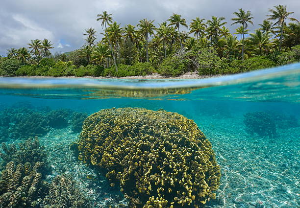 istock Fire coral underwater near tropical coast French Polynesia 2210834737