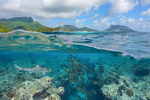 istock Fish school with a shark on the reef of a Pacific island Polynesia 2210834790