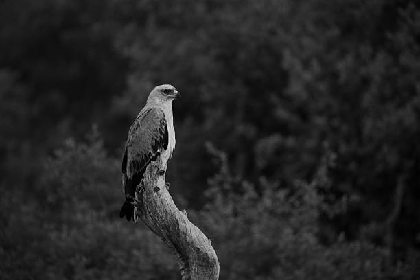 istock Mono tawny eagle on stump at sunset 2210835088