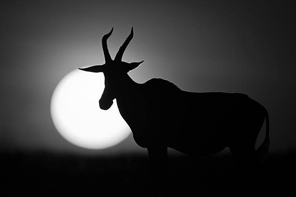 istock Mono topi by rising sun on horizon 2210835099