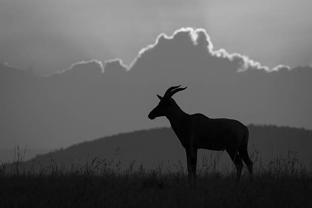 istock Mono topi stands in profile on horizon 2210835185