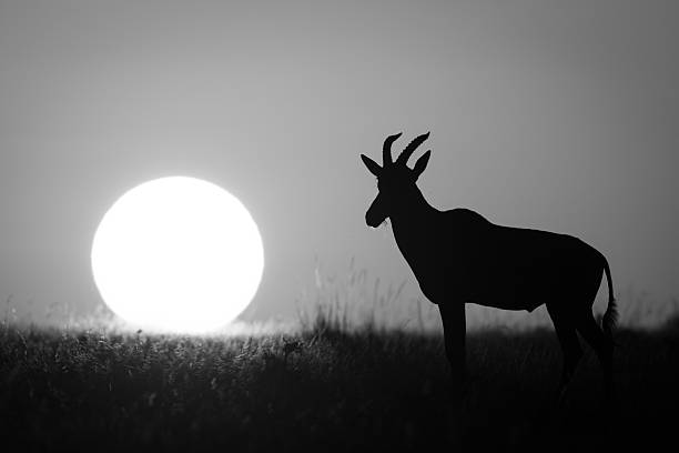istock Mono topi stands in silhouette near sun 2210835195
