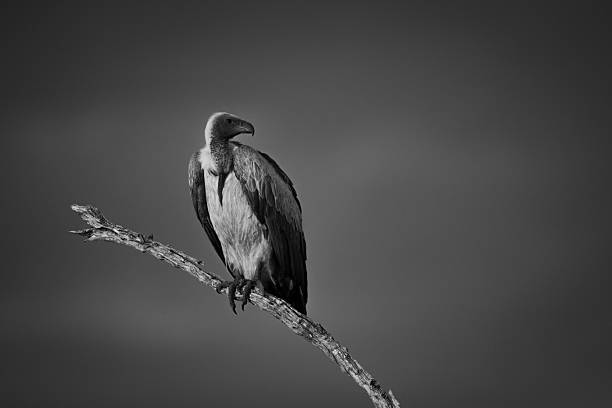 istock Mono white-backed vulture turns head on branch 2210835229