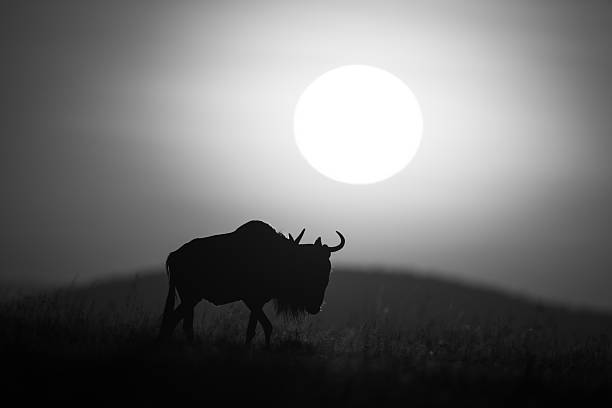 istock Mono wildebeest walking at dawn across horizon 2210835277