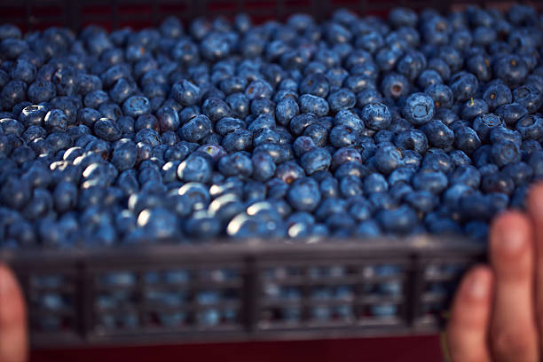 A woman in casual attire holds a handful of fresh blueberries over a bowl in a bright kitchen. She showcases healthy eating habits while preparing to enjoy a nutritious snack.