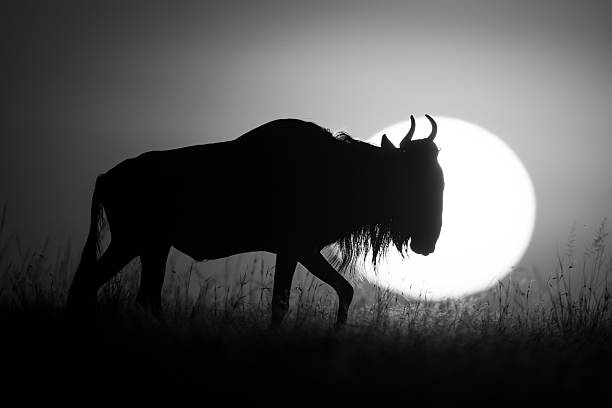 istock Mono wildebeest walking at sunrise on horizon 2210835437