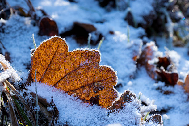 istock leaf in snow with frost on the edge with sunlight shining through 2210835514