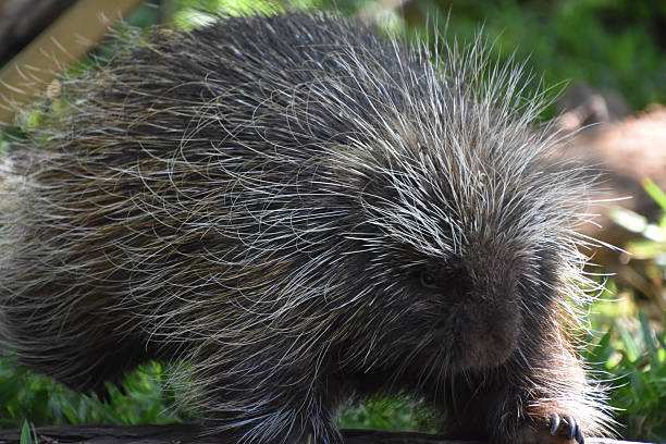 istock Creeping and Crawling North American Porcupine 2210835694