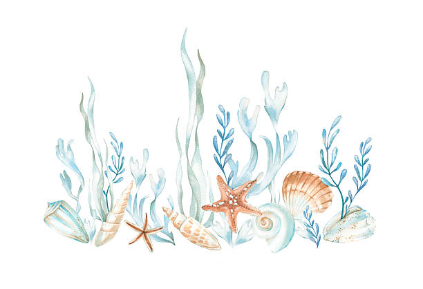 istock Seashells and seaweeds watercolor illustrations in orange, blue and red colors. Hand drawn template isolated on white background. Design elements for labels, textiles, tableware 2210836164