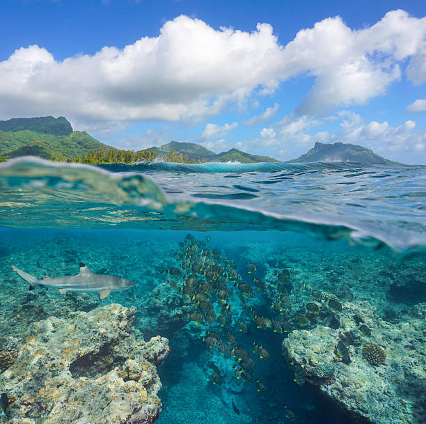 istock Pacific ocean seascape French Polynesia fish with a shark underwater 2210836247