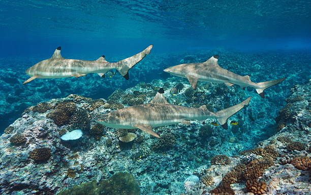 istock Several blacktip reef sharks underwater in the Pacific ocean 2210838293
