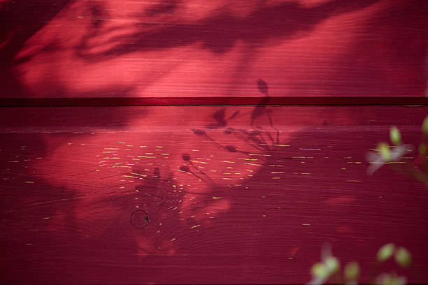 A red wooden surface displays delicate plant shadows, creating a serene and artistic effect in gentle sunlight.