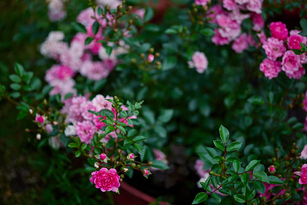 Garden filled with clusters of blooming pink flowers surrounded by green foliage, indicating the arrival of spring with lively colors.