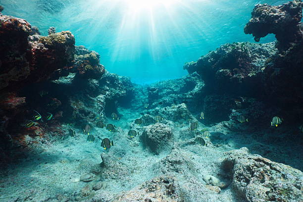 istock Sunlight underwater over a rocky reef with tropical fish Pacific ocean 2210838965
