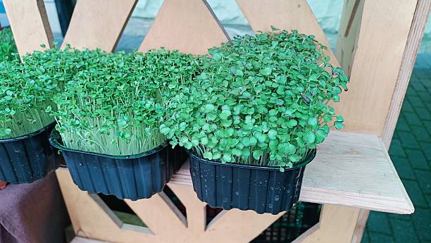 A Stunning Display of Fresh Microgreens at the Local Market is Truly Captivating and Inviting