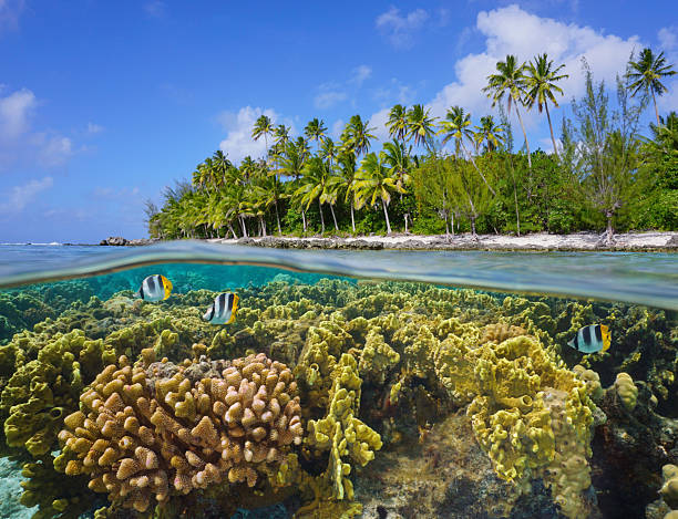 Tropical coastline with a coral reef underwater Pacific ocean