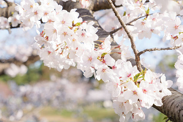 white cherry blossoms swaying gently in spring breeze