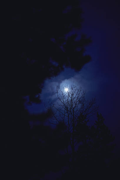 A luminous moon shines through dark clouds, casting light on silhouetted trees in a tranquil night forest setting.