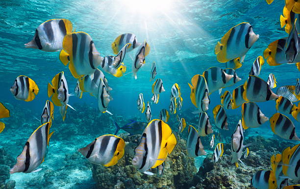 istock Tropical fish with sunlight underwater pacific ocean French Polynesia 2210840040
