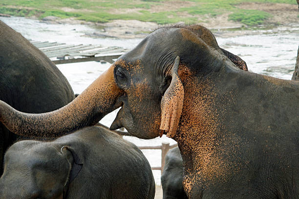 elephants at the river in piniwala in sri lanka