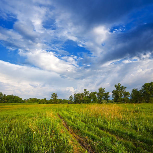 ground road among green rural fields under a blue cloudy sky