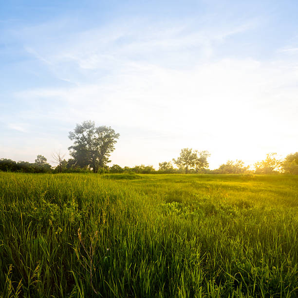 istock wide green summer prairie  at the sunset 2210841361